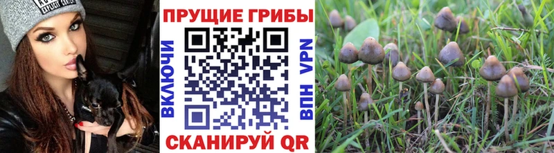купить наркотики сайты  Куса  Псилоцибиновые грибы Psilocybe 